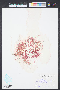 Grateloupia filicina image
