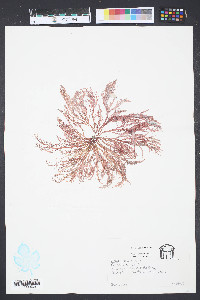 Grateloupia filicina image
