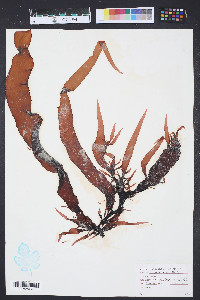 Grateloupia doryphora image