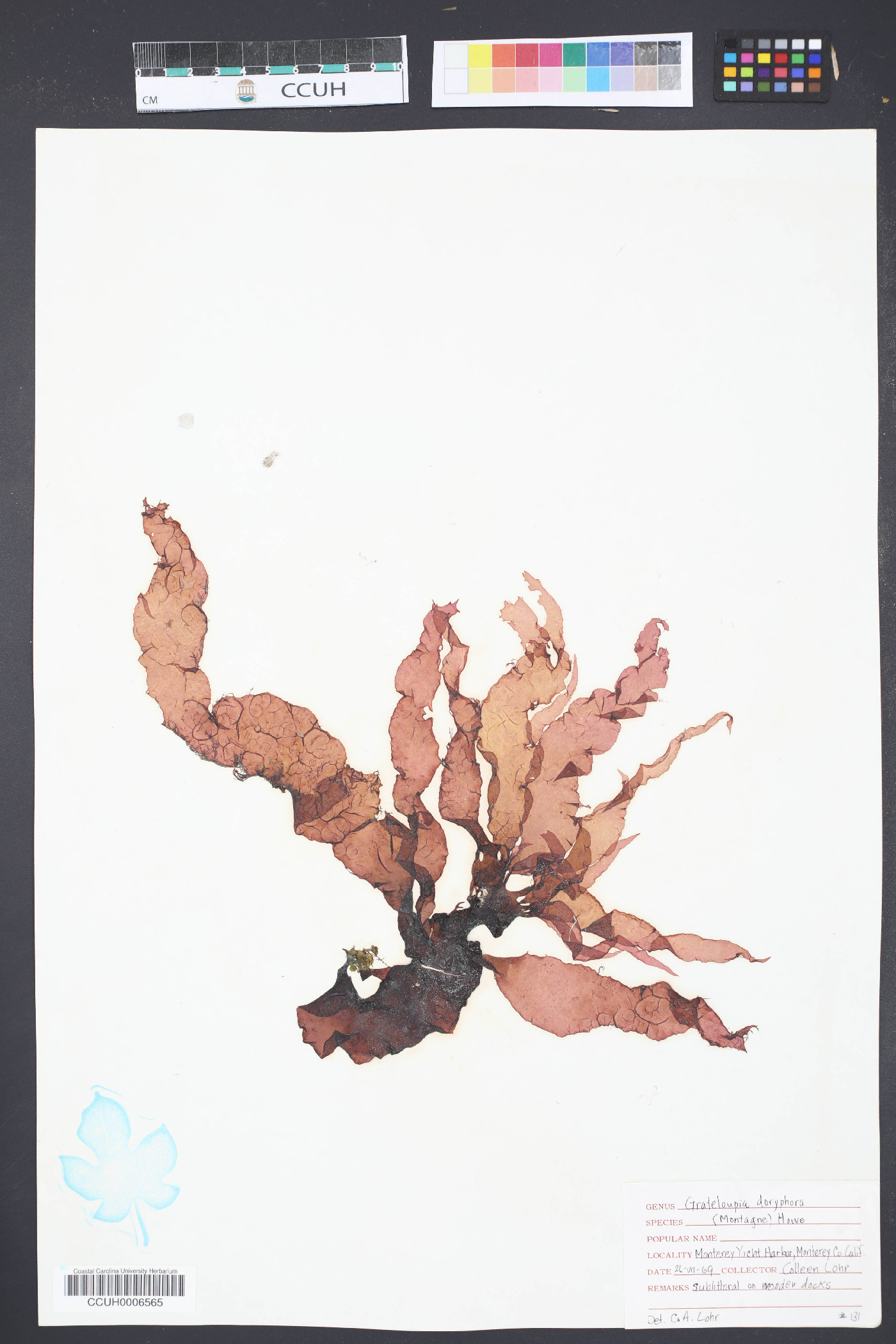 Grateloupia doryphora image