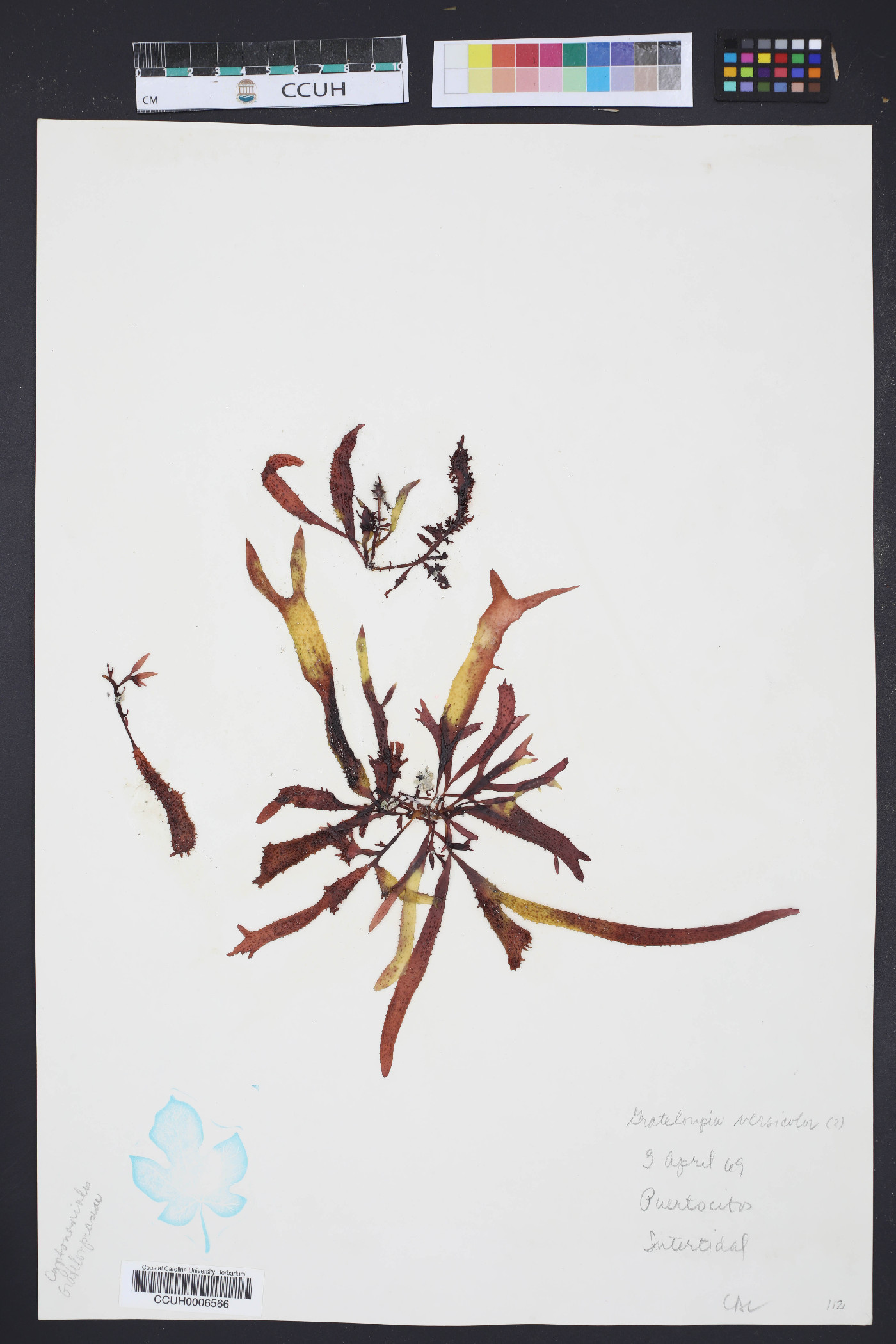 Grateloupia versicolor image