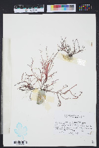 Grateloupia filicina image