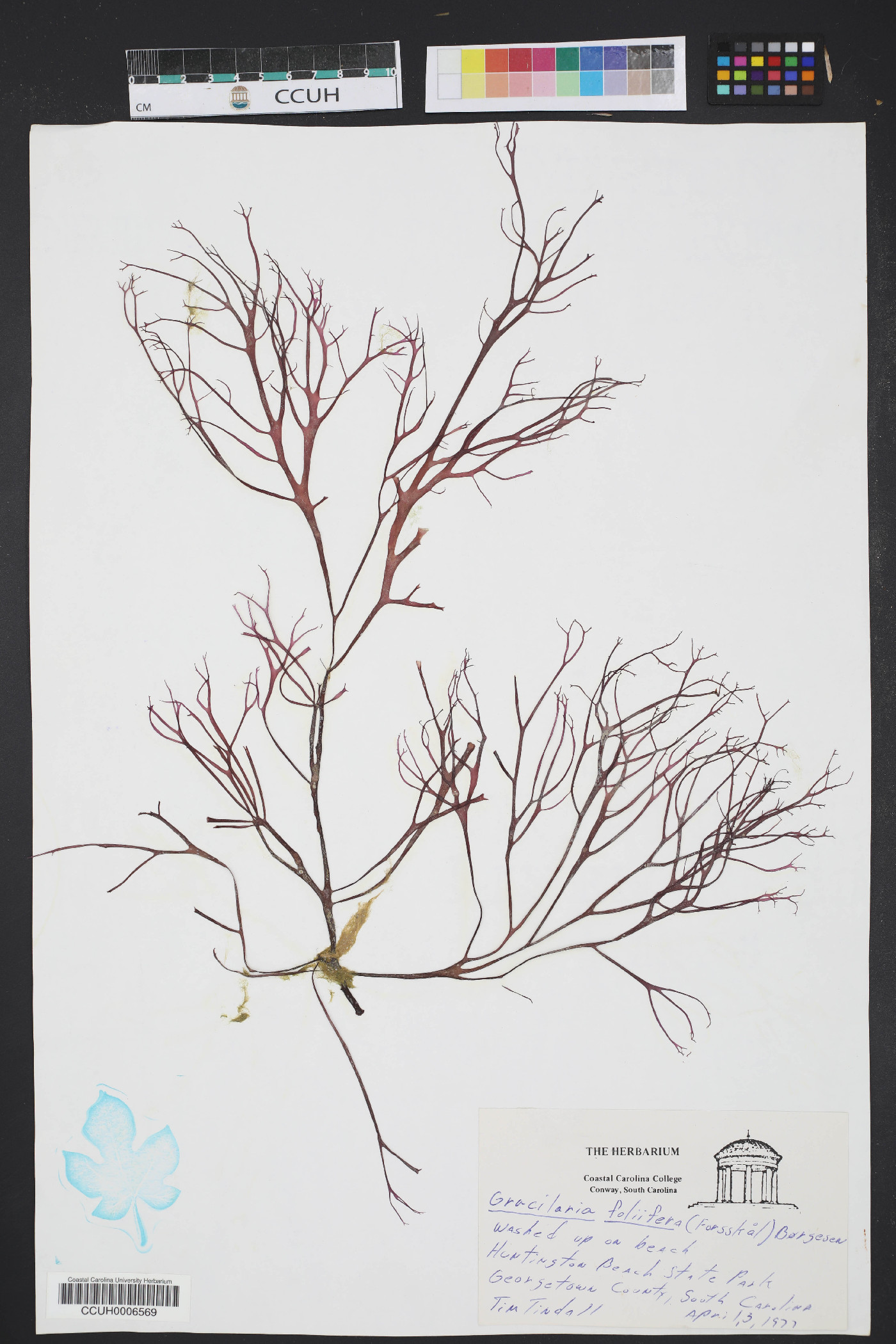 Gracilaria foliifera image