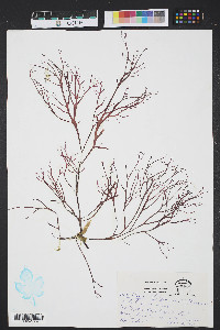Gracilaria foliifera image