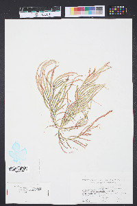Grateloupia filicina image