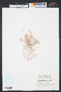 Grateloupia filicina image