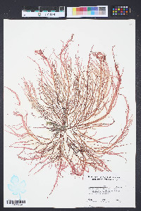 Grateloupia filicina image
