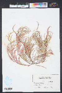 Grateloupia filicina image