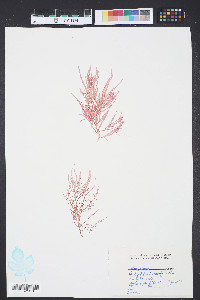 Grateloupia filicina image