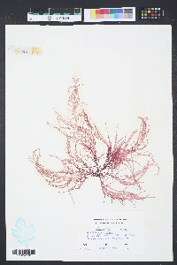 Grateloupia filicina image