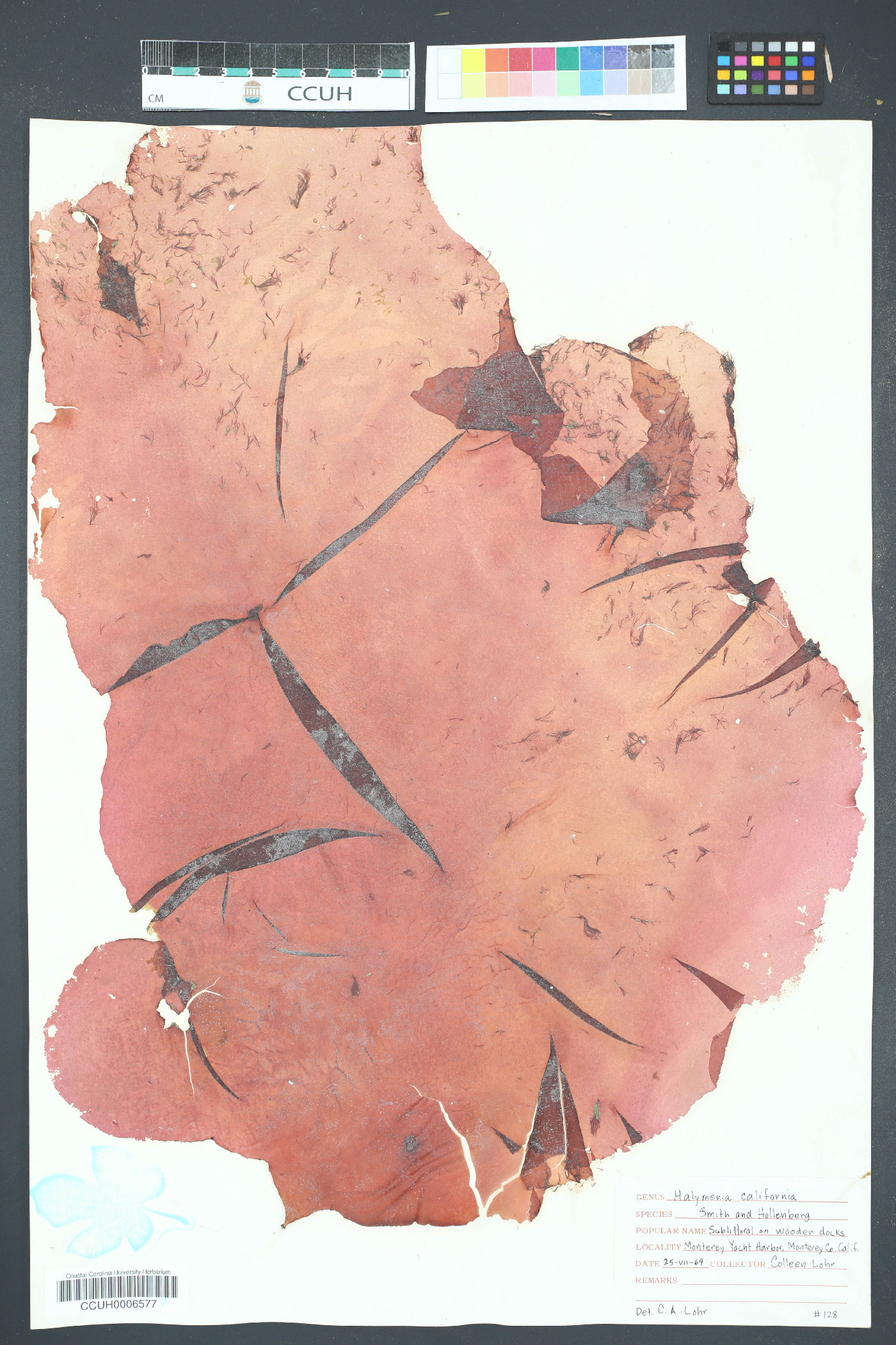 Halymenia californica image