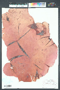 Halymenia californica image