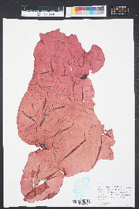 Media resource of Halymenia californica
