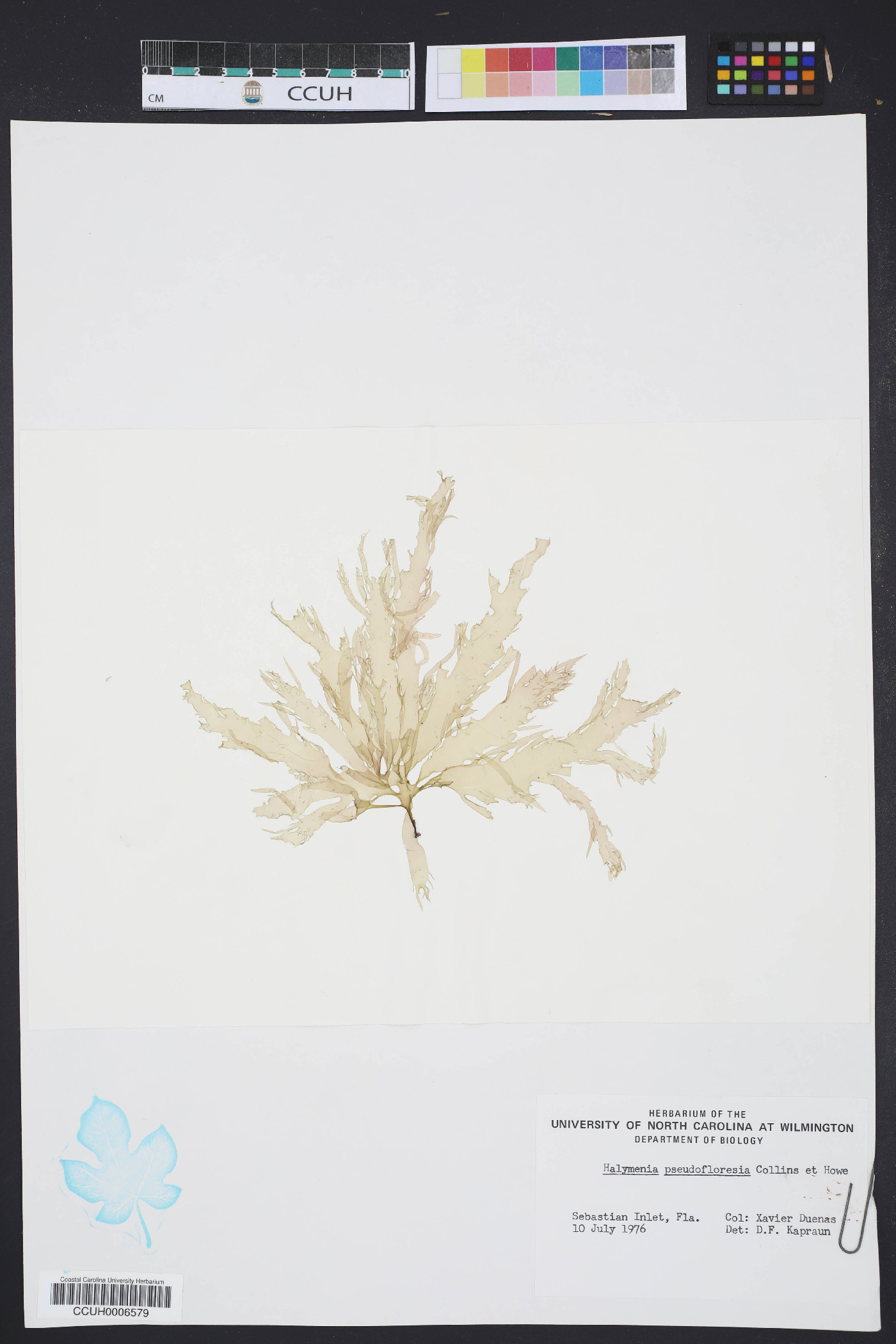 Halymenia pseudofloresia image