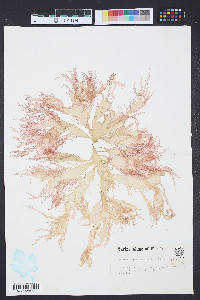 Halymenia pseudofloresia image