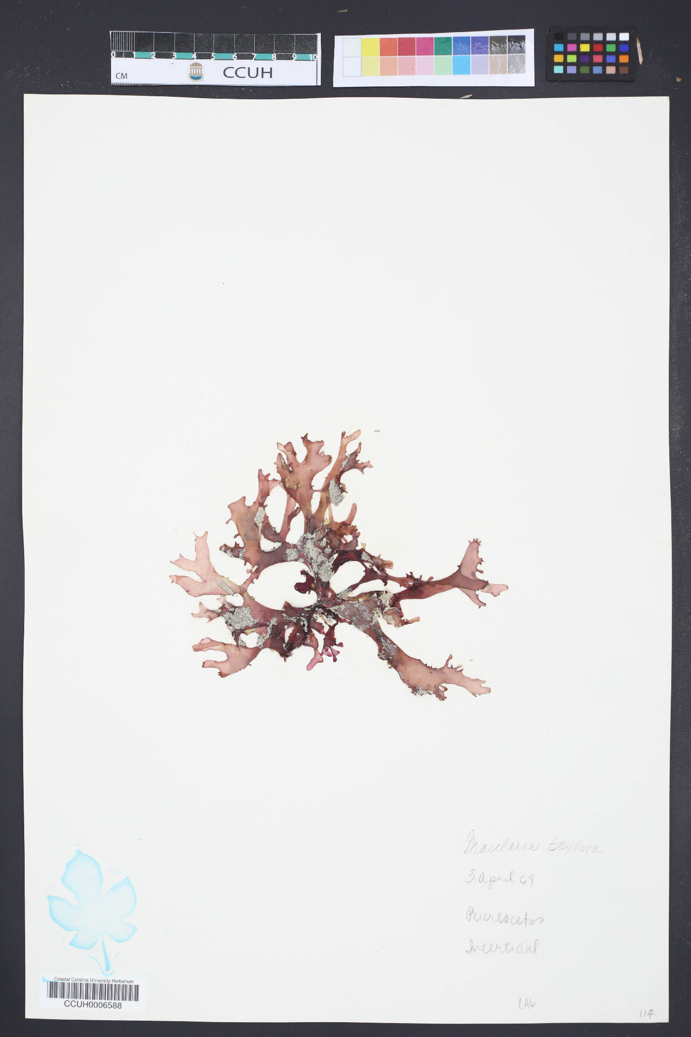 Gracilaria textorii image