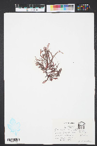Gracilaria verrucosa image