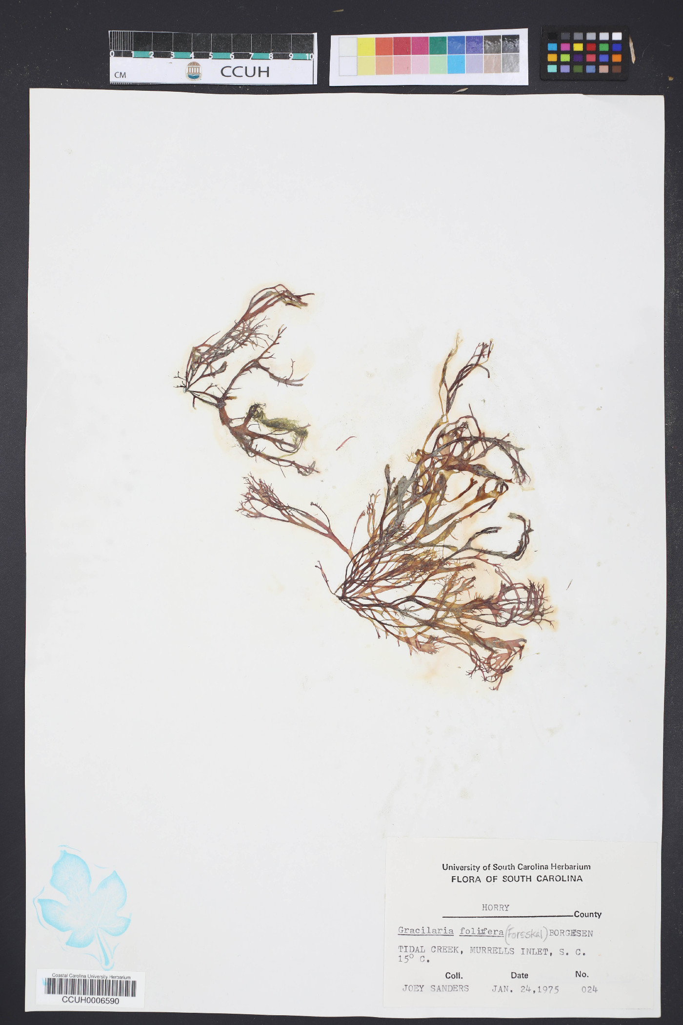 Gracilaria foliifera image