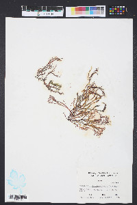 Gracilaria foliifera image