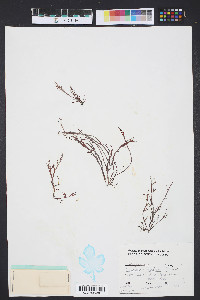 Gracilaria foliifera image