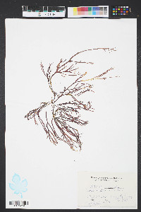 Gracilaria foliifera image