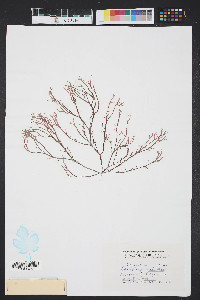 Gracilaria foliifera image