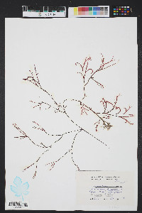 Gracilaria foliifera image