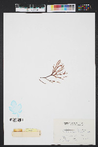 Gracilaria foliifera image