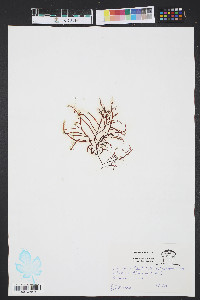 Gracilaria foliifera image