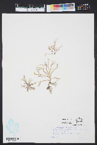 Gracilaria foliifera image