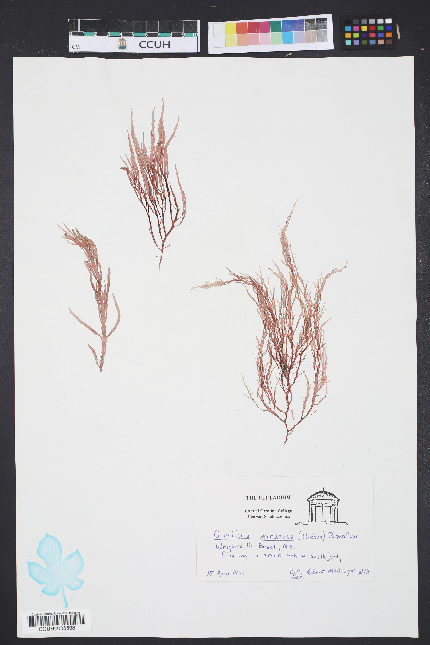 Gracilaria verrucosa image