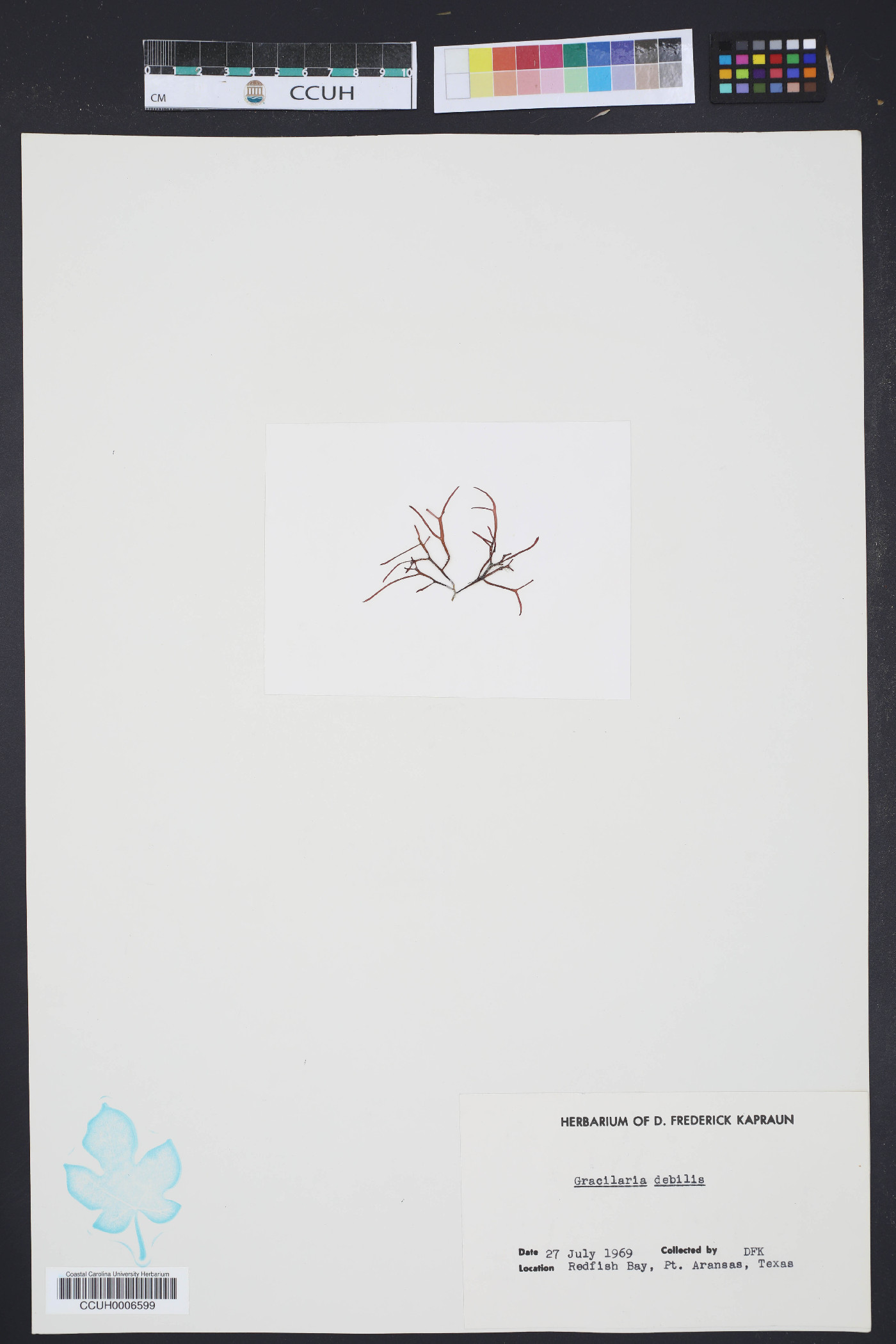 Gracilaria debilis image