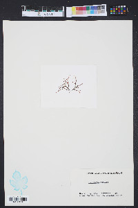Media resource of Gracilaria debilis