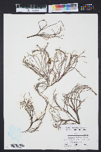 Gracilaria foliifera image