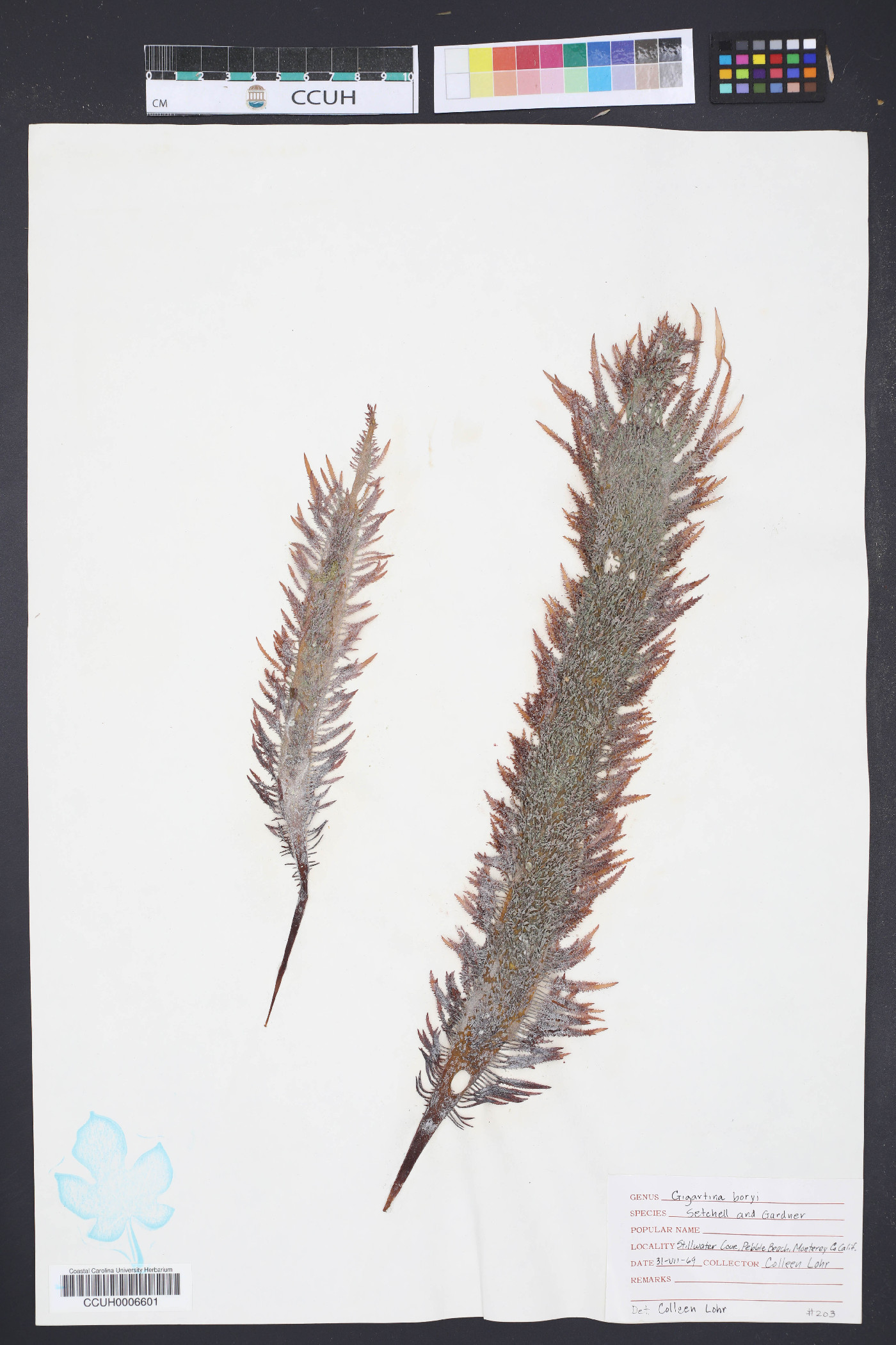 Gigartinaceae image