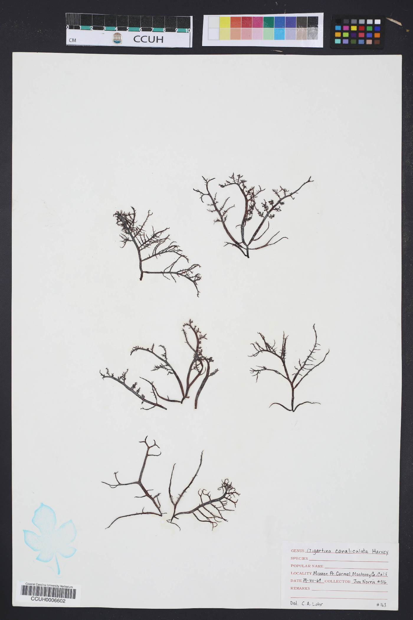 Gigartina canaliculata image