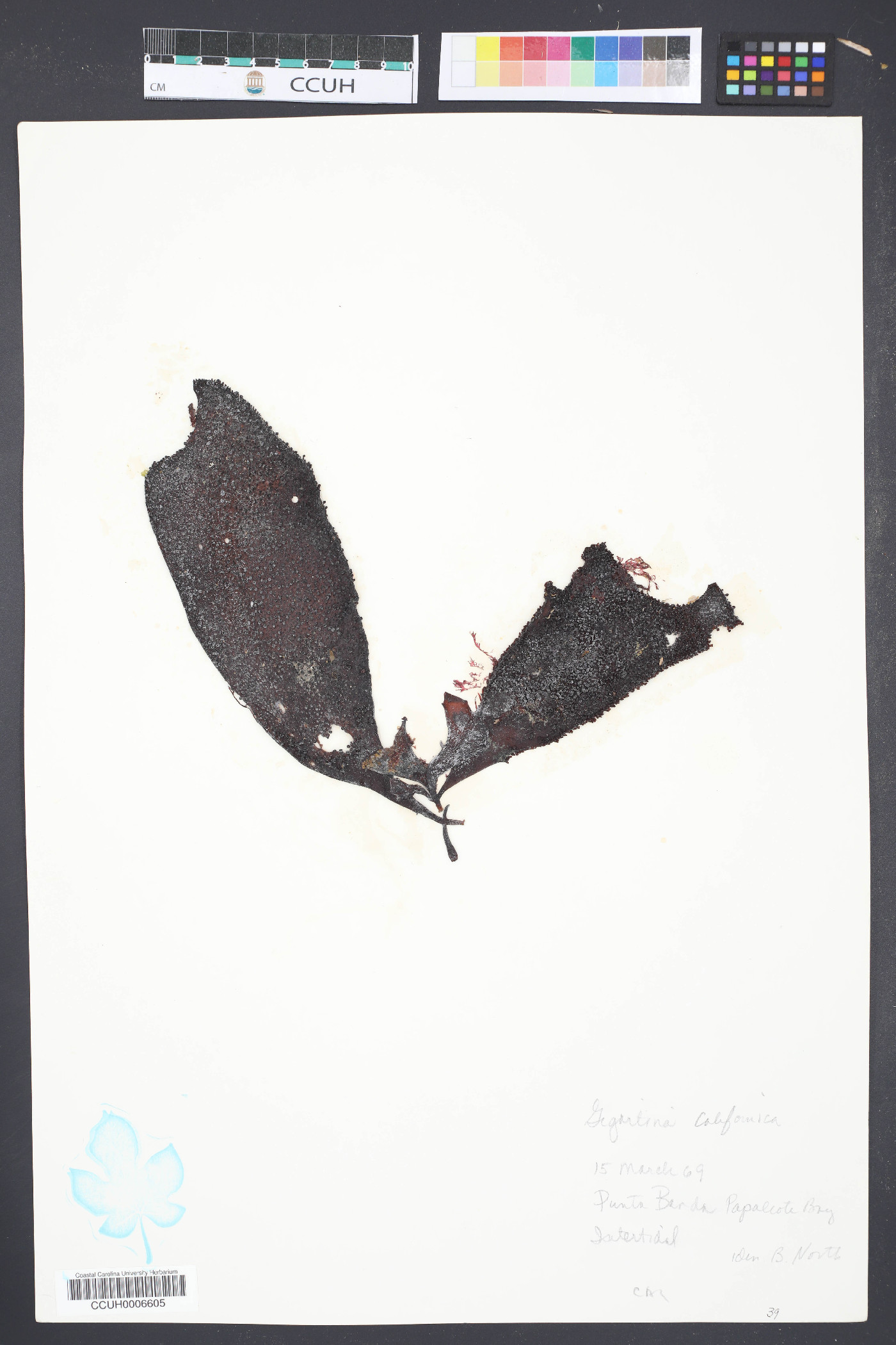 Gigartina exasperata image