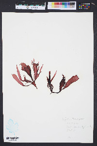 Gigartina harveyana image