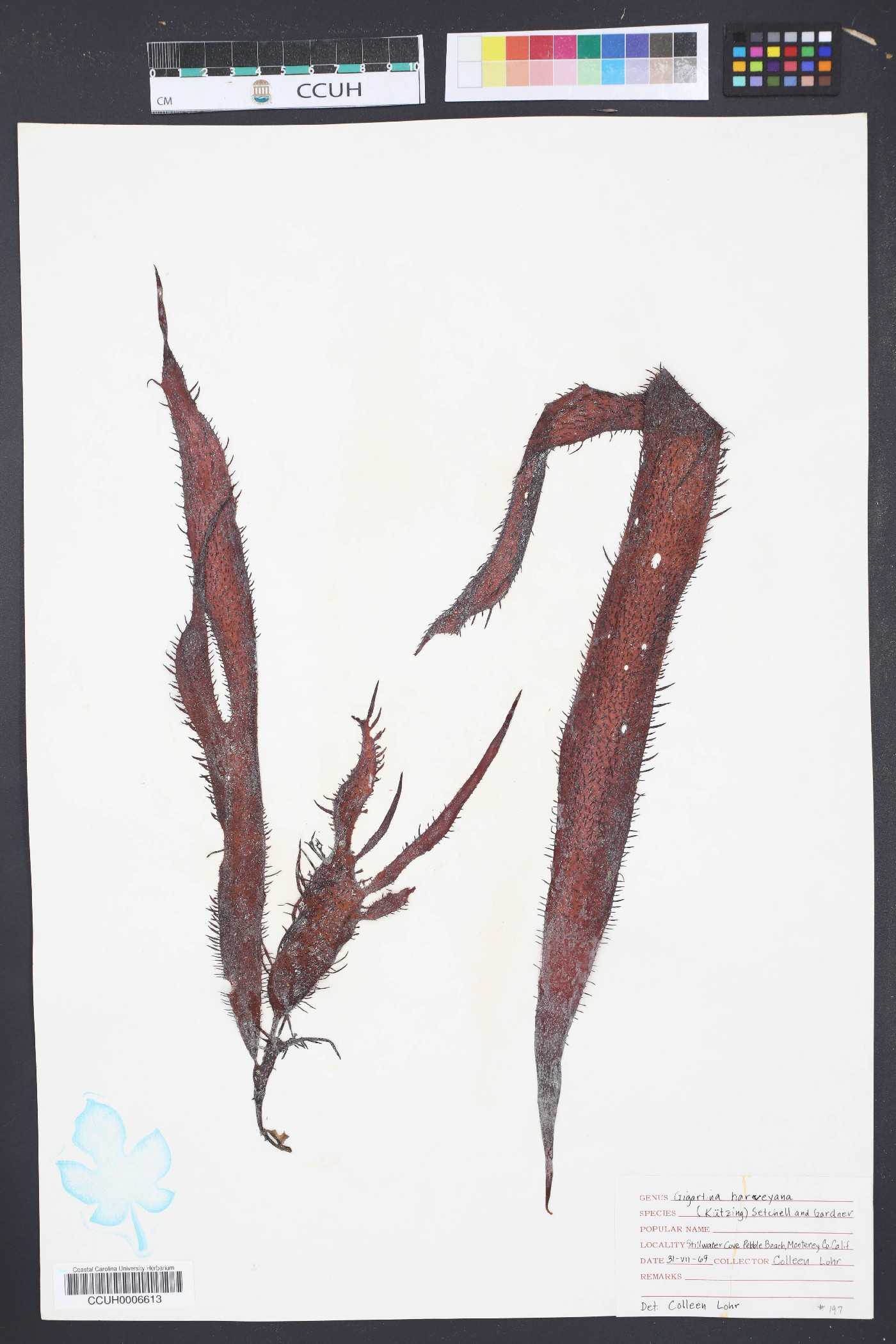 Gigartina harveyana image