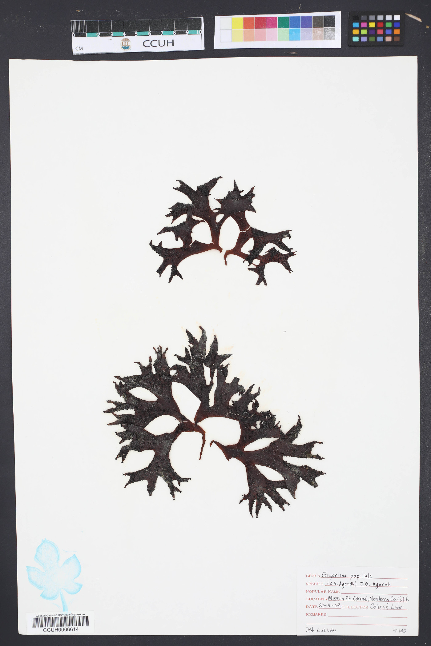 Gigartina papillata image