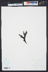 Gigartina papillata image