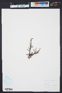 Gigartina canaliculata image