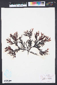 Media resource of Farlowia compressa