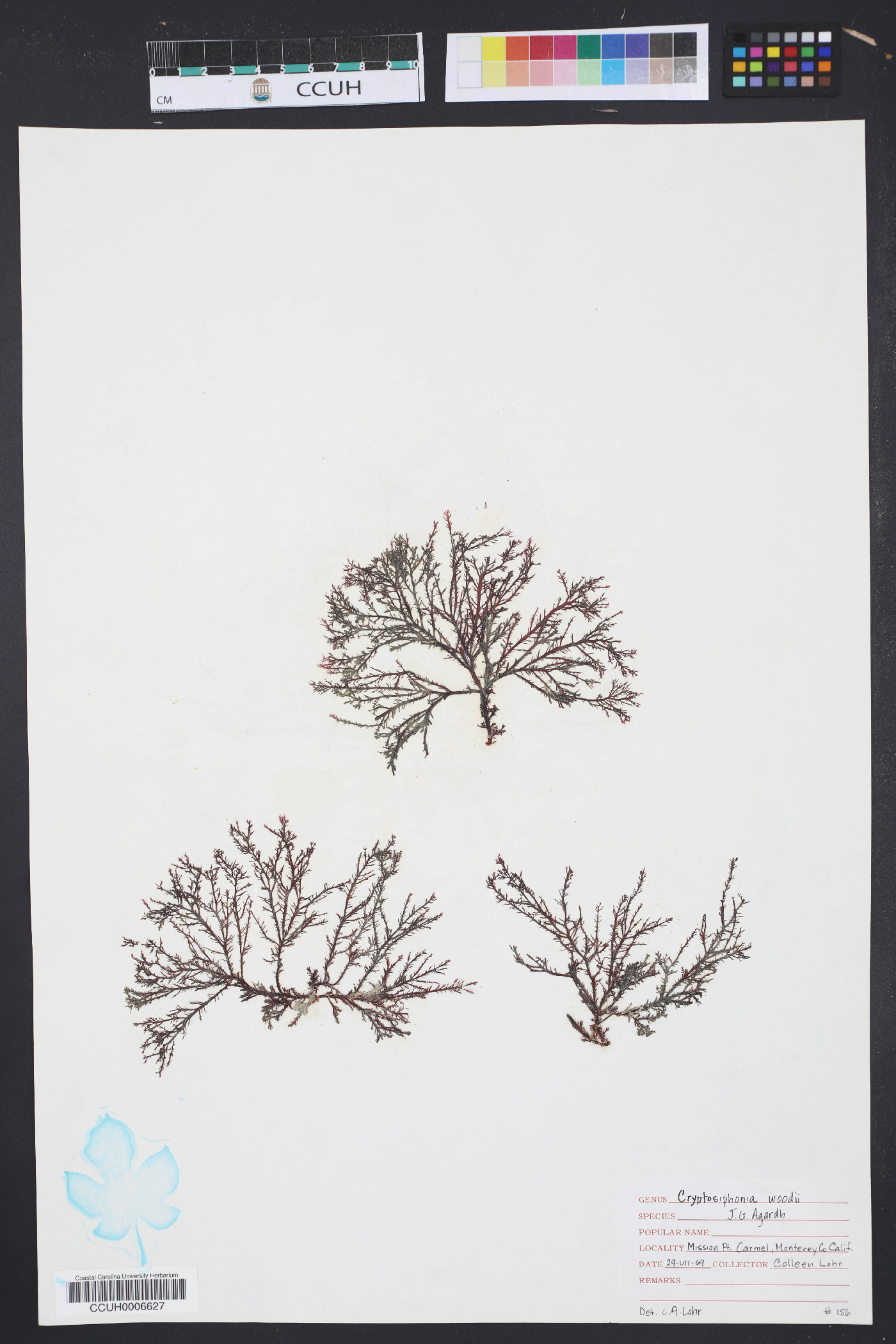 Dumontiaceae image