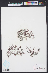 Media resource of Cryptosiphonia woodii