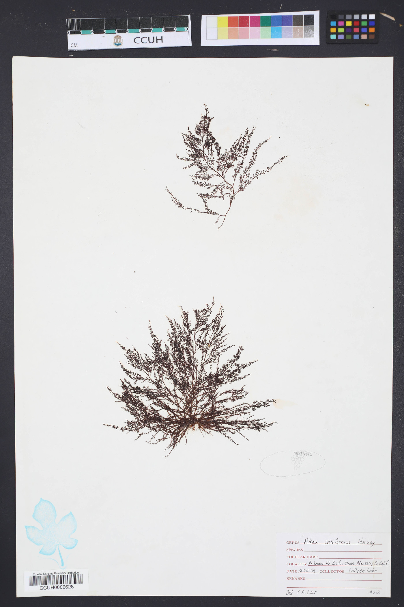 Pikea californica image