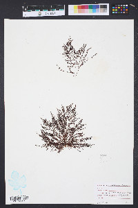 Pikea californica image
