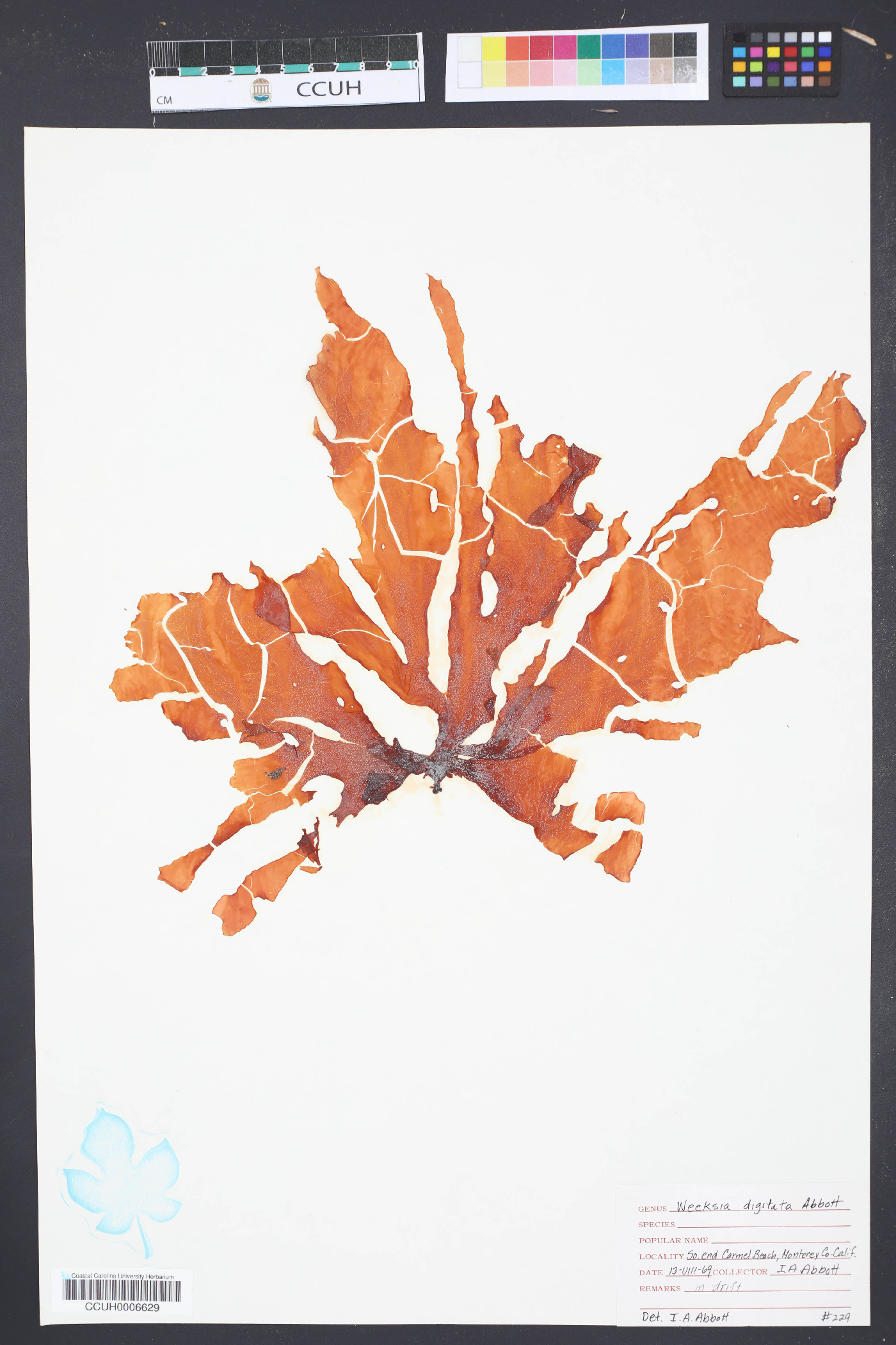 Weeksia digitata image