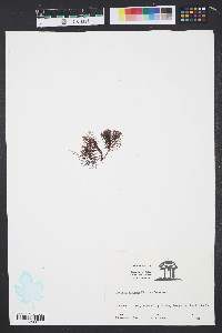 Gelidium corneum image
