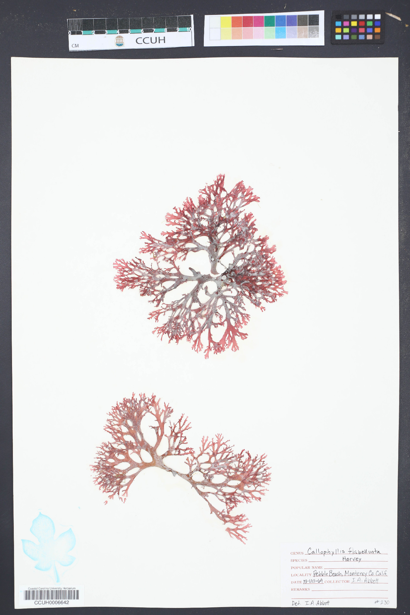Callophyllis flabellulata image